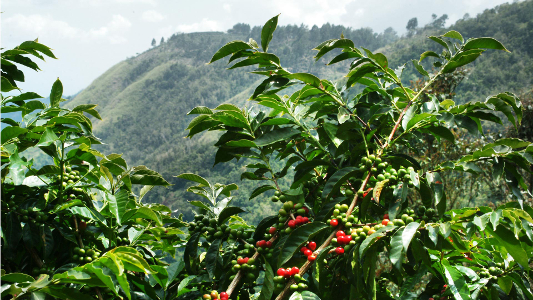 Piantagione di caffè in Centro America